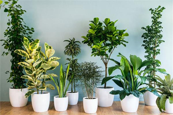 Green Plants to decorate your home and office