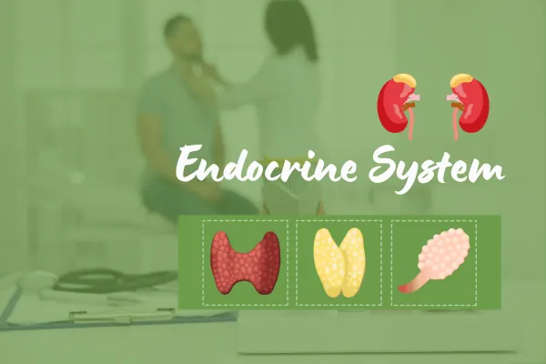 Endocrine System